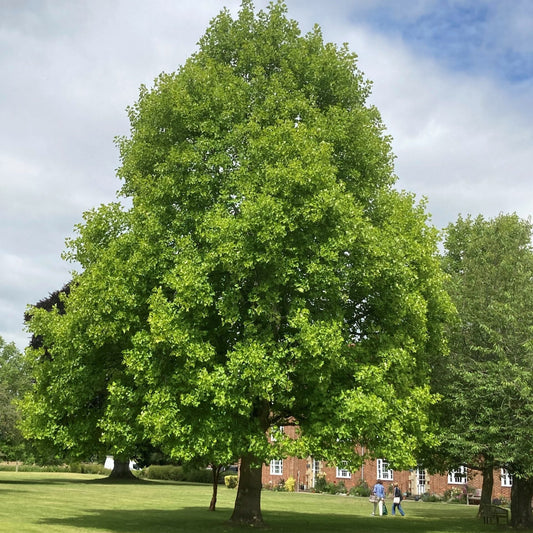 Liriodendron tulipifera