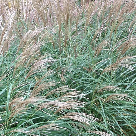 Miscanthus sinensis 'Little Kitten'