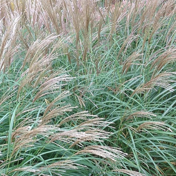 Miscanthus sinensis 'Little Kitten'