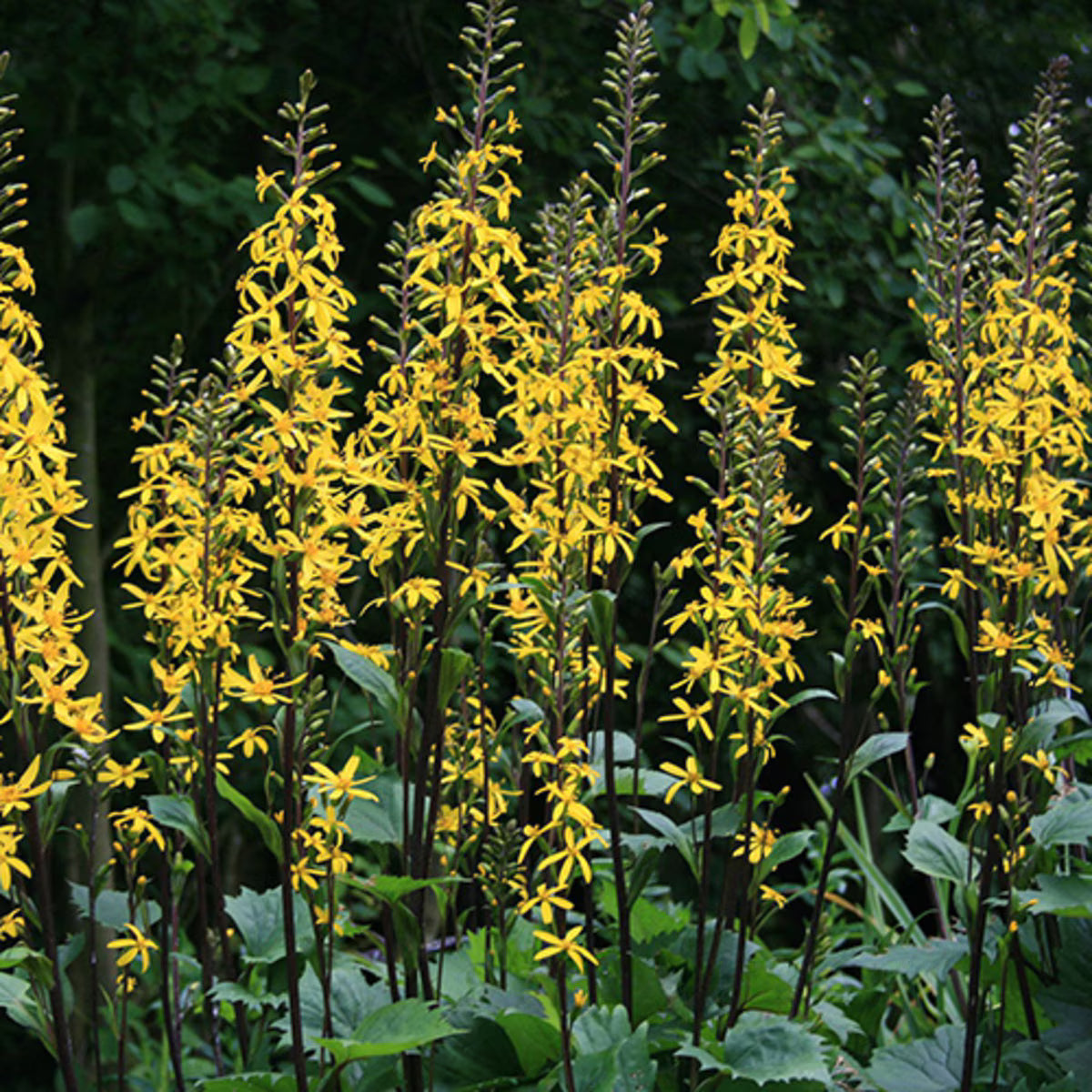 Ligularia 'Little Rocket'
