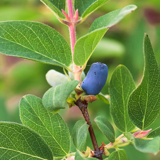 Lonicera Yezberry® 'Solo' (biologique)