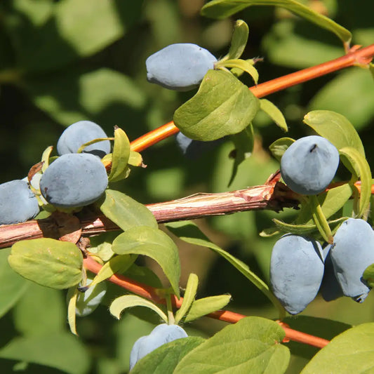 Lonicera Yezberry® 'Maxie' (biologique)