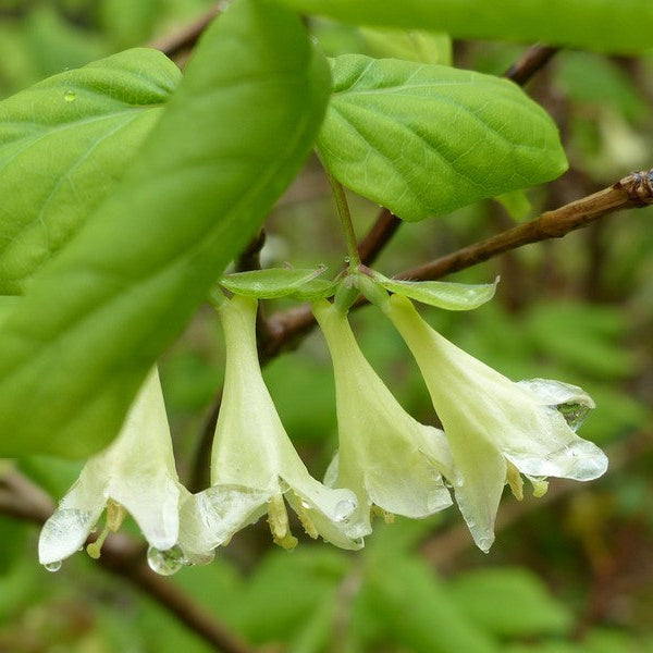 Lonicera canadensis