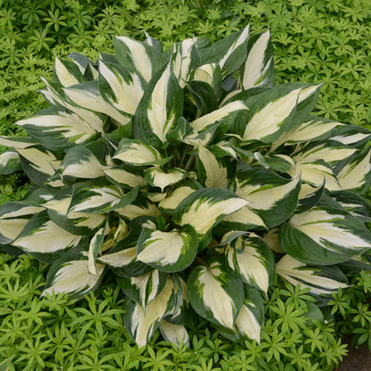 Hosta 'Loyalist' ('Fire and Sea')