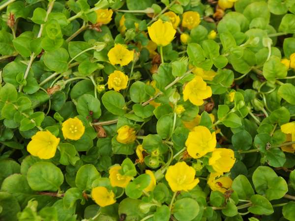 Lysimachia nummularia