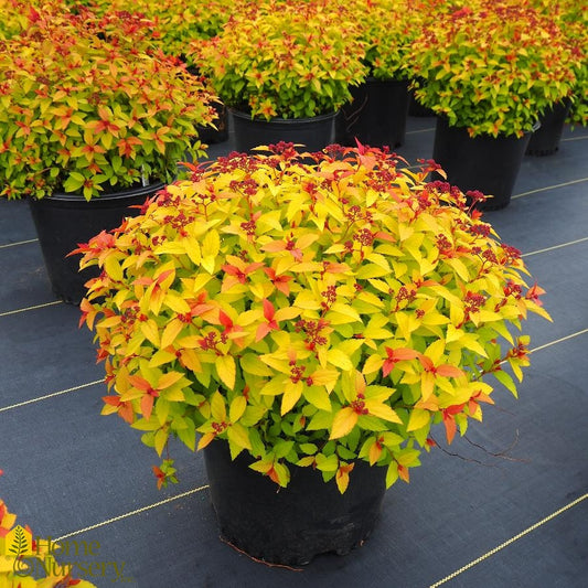 Spiraea japonica 'Magic Carpet'