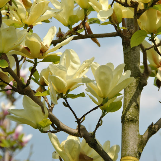 Magnolia x 'Elizabeth' (tige)