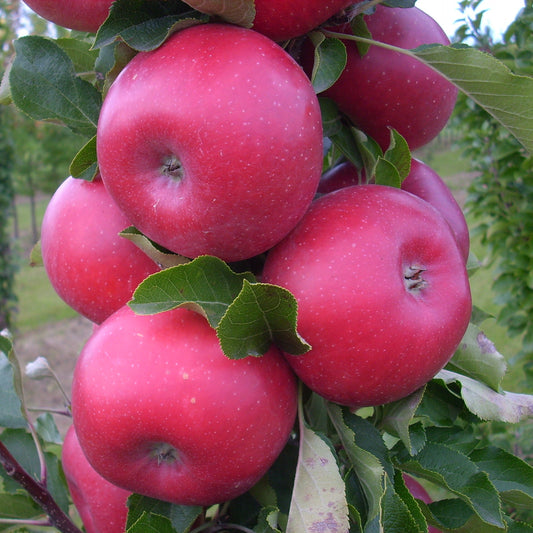 Malus Urban 'Tasty Red' (Délicieuse Rouge)