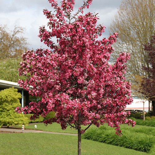 Malus 'Royal Raindrops'