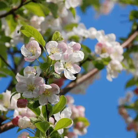Malus 'Rinki'