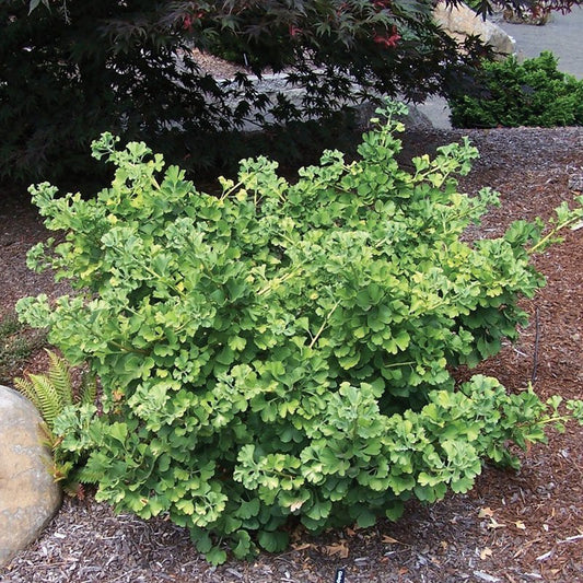 Ginkgo biloba 'Mariken'