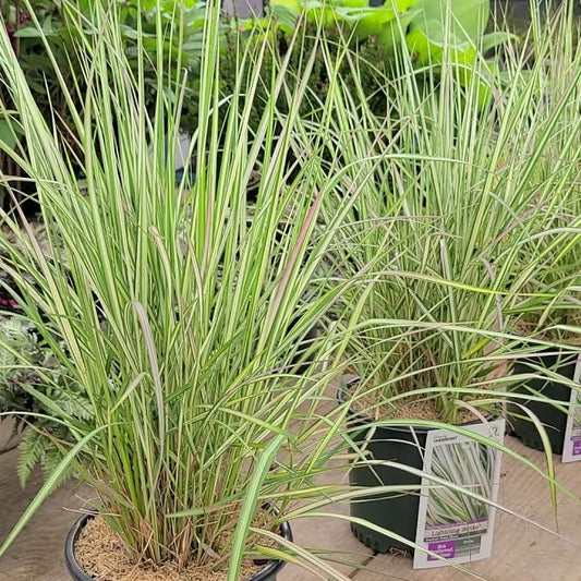 Calamagrostis acutiflora (x) 'Lighting Strike'
