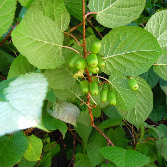 Actinidia kolomikta 'Sylvia'(biologique)