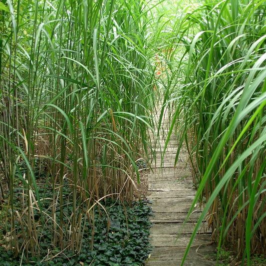 Miscanthus 'Giganteus'