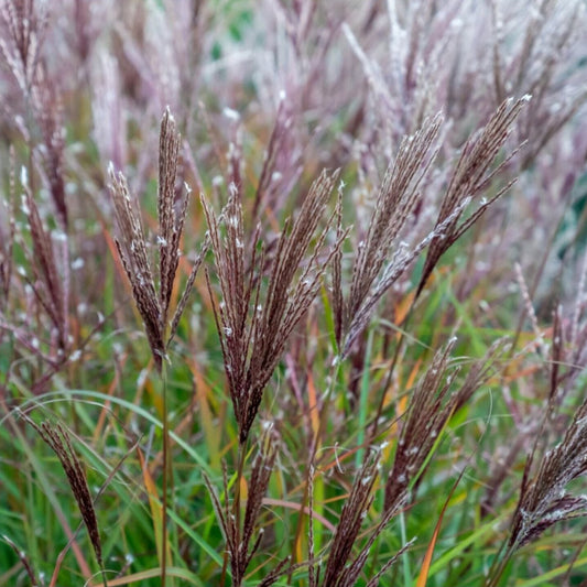 Miscanthus sinensis 'Cute One'