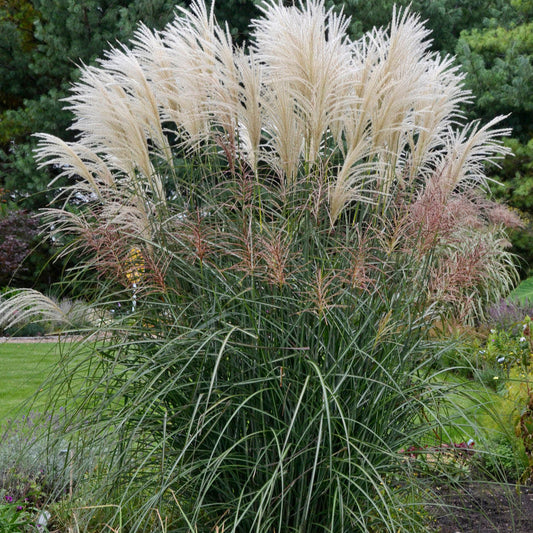 Miscanthus sinesis 'Encore'
