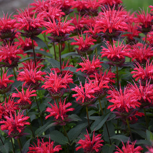 Monarda 'Red Velvet' (Upscale)