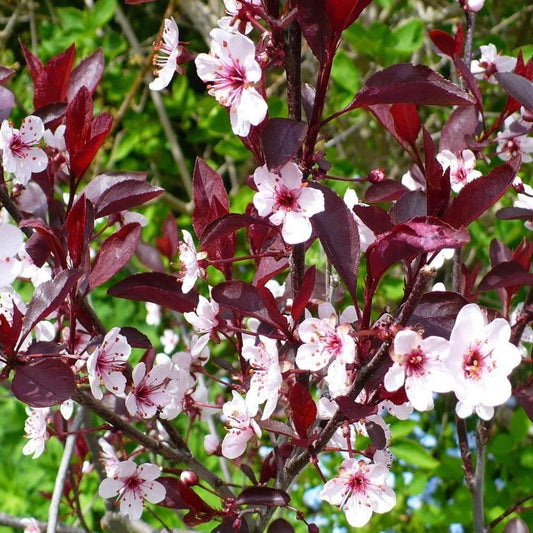 Prunus cistena