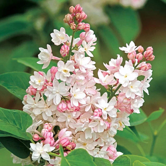 Syringa vulgaris 'Beauty of Moscow'
