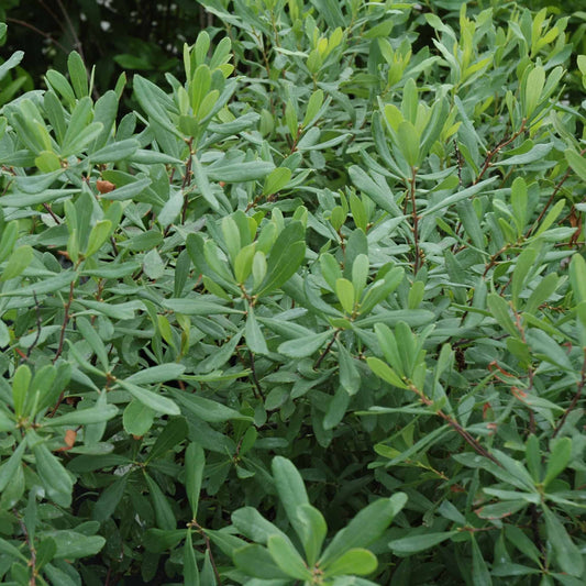 Myrica gale