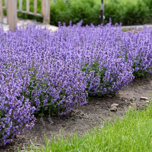 Nepeta 'Cat's Pajamas'