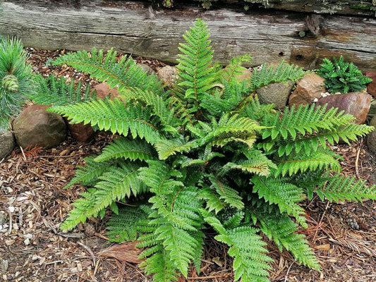Polystichum polyblepharum