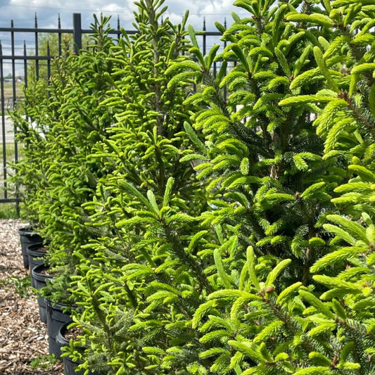 Picea glauca 'North Pole'