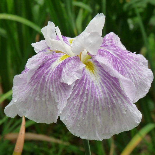 Iris ensata 'Eden's Harmony'