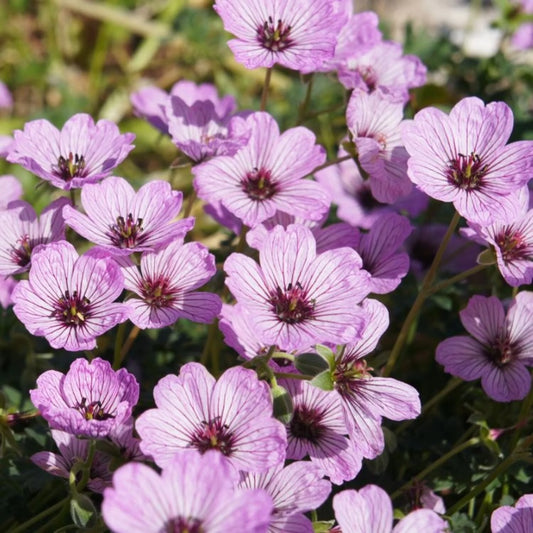 Geranium cinereum 'Ballerina'