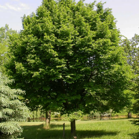 Ostrya virginiana