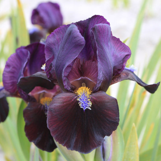 Iris pumila 'Demon'