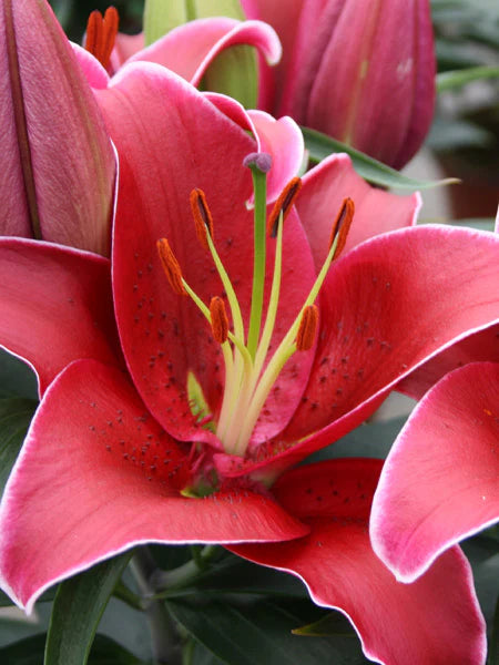 Lilium 'Lily Looks Sunny Keys'