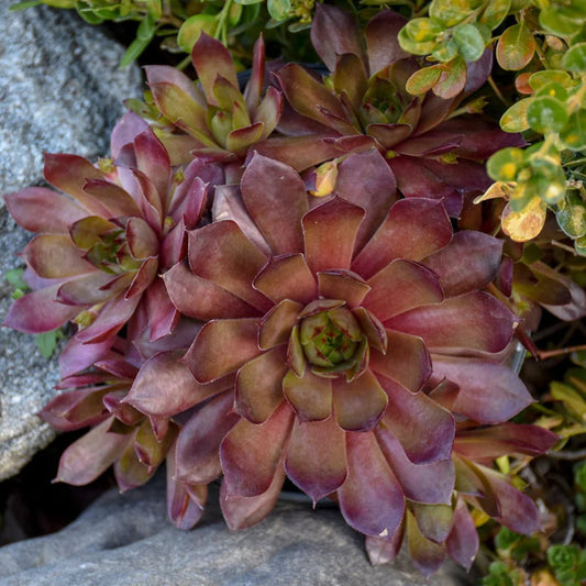 Sempervivum 'Onyx' (Supersemps Serie)