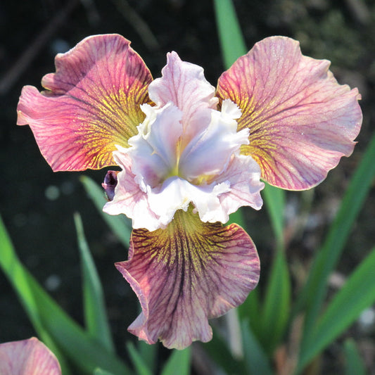 Iris sbirica 'painted Woman'