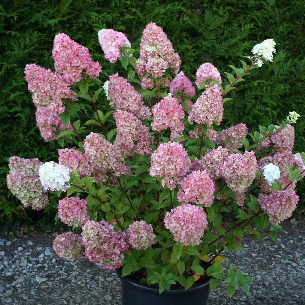 Hydrangea paniculata 'Sundae Fraise'
