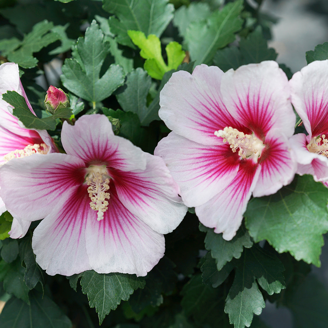 Hibiscus syriacus 'Paraplu Pink ink'
