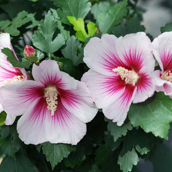 Hibiscus syriacus 'Paraplu Pink ink'