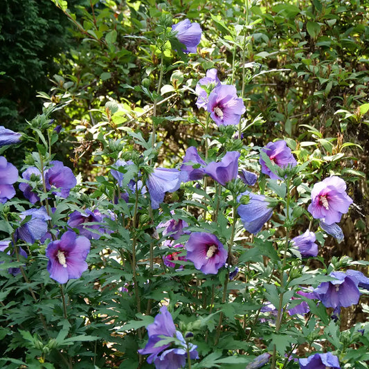 Hibiscus syriacus 'Paraplu Violet'