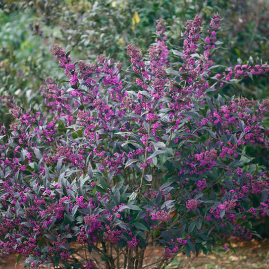 Callicarpa 'Pearl Glam'