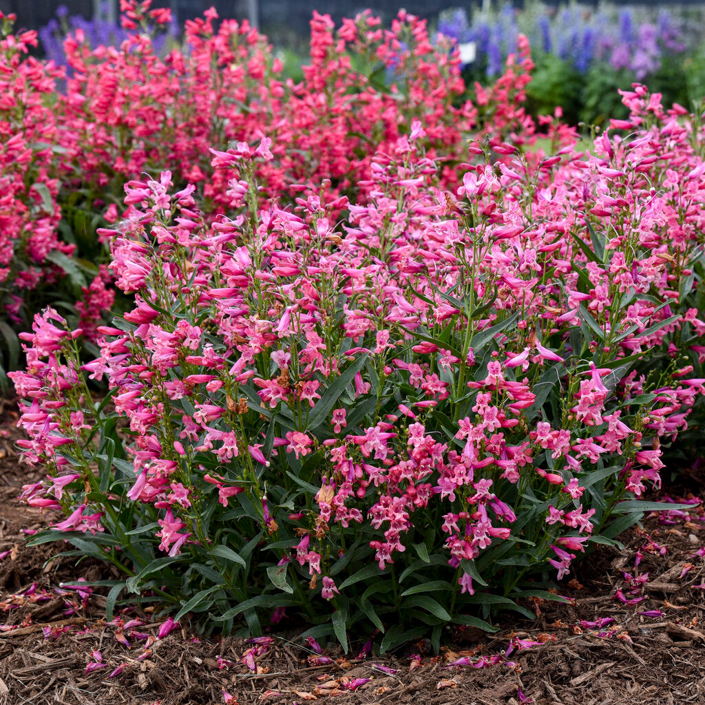Penstemon 'Bejeweled pink pearls'