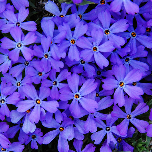 Phlox subulata 'Violet Pinwheels'