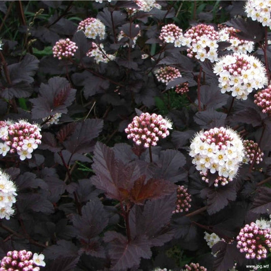 Physocarpus opulifolius 'Diabolo'