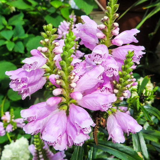 Physostegia virginiana 'Pink Manners'