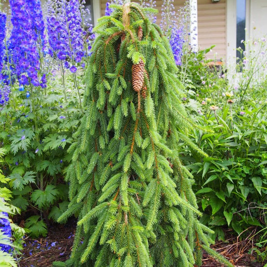 Picea abies 'Pendula'
