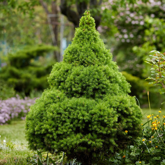 Picea glauca 'Albertiana Conica'