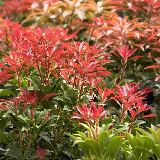 Pieris japonica 'Mountain Fire'
