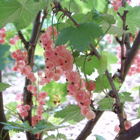 Ribes rubrum 'Pink Champagne' (biologique)