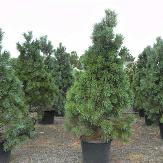 Pinus flexilis 'Vanderwolf's' (Pyramidale)