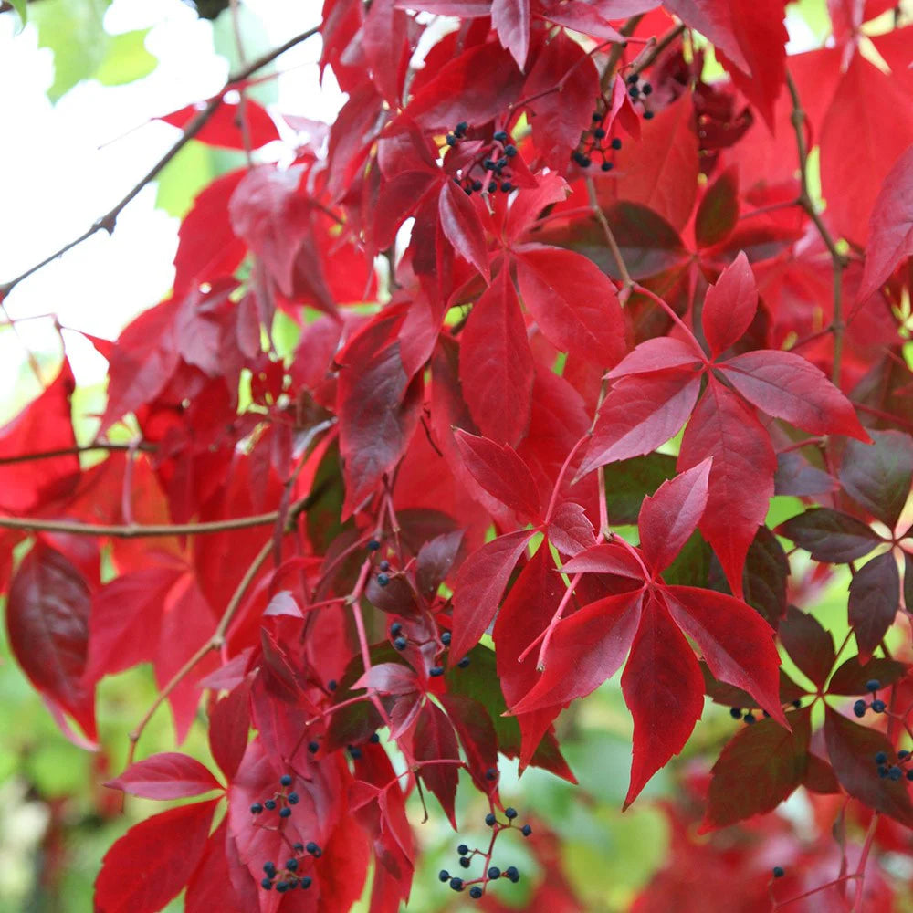 Parthenocissus quinquefolia
