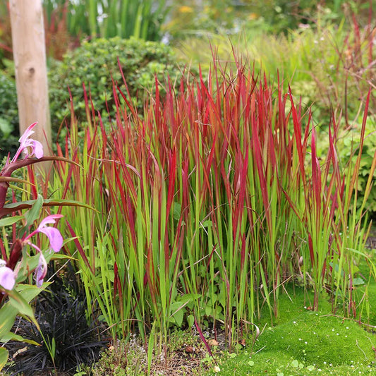 Imperata cylindrica 'Red Baron'